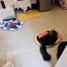 憨憨乐园宠物冰垫狗狗垫子防水夏季降温猫咪凉席泰迪金毛中小型犬用品 XXL 实拍图