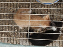 亿迪 猫粮幼猫成猫10斤全价国产布偶流浪猫蓝猫英短全阶段专用 实拍图