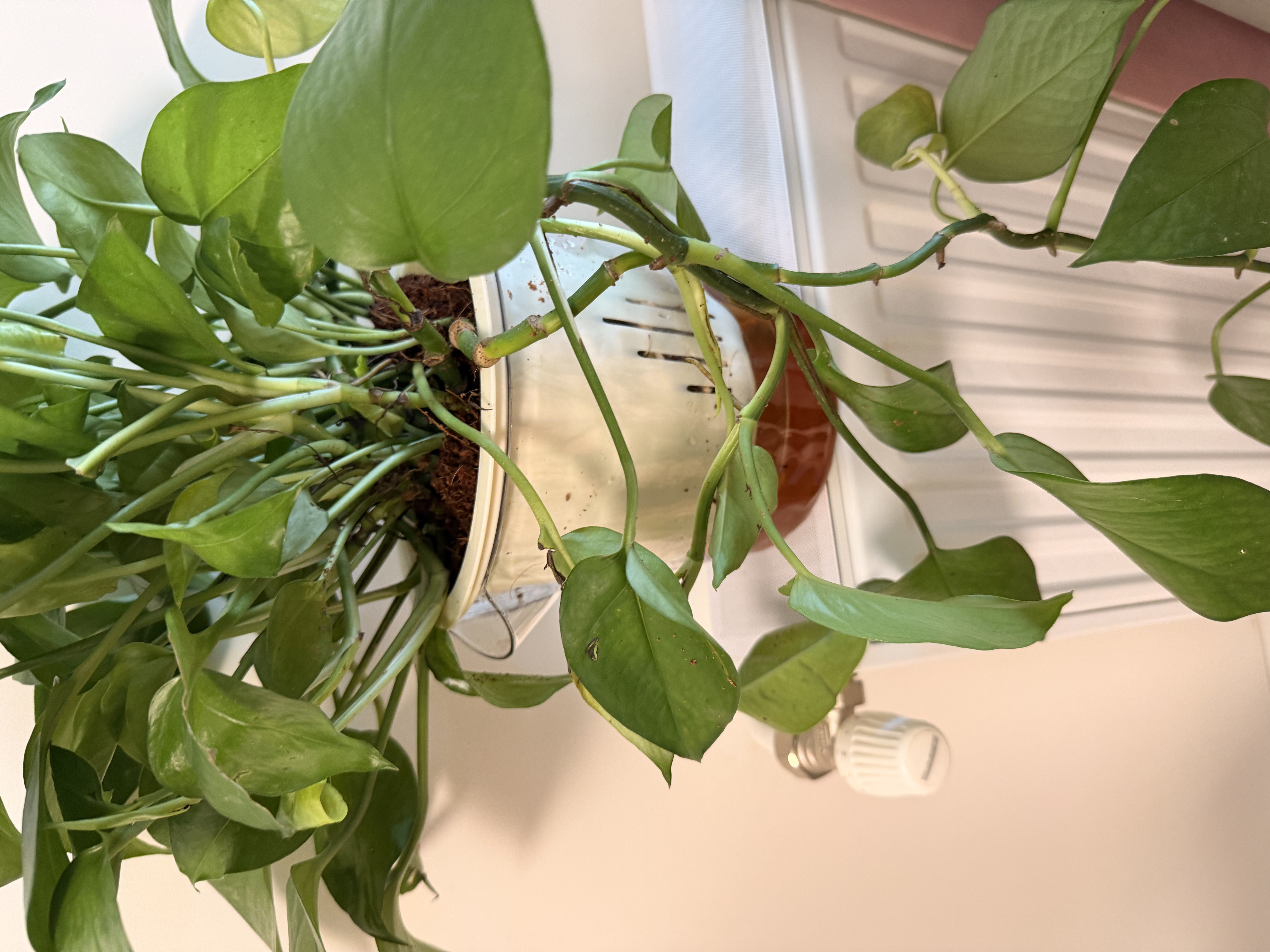 史丹利硬质珍珠岩颗粒蛭石土壤多肉兰花专用养花通用大保温营养土5L 实拍图