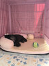 BNBNO夏天猫狗窝小型犬比熊泰迪夏凉窝冰丝凉席垫四季通用降温宠物睡床 实拍图
