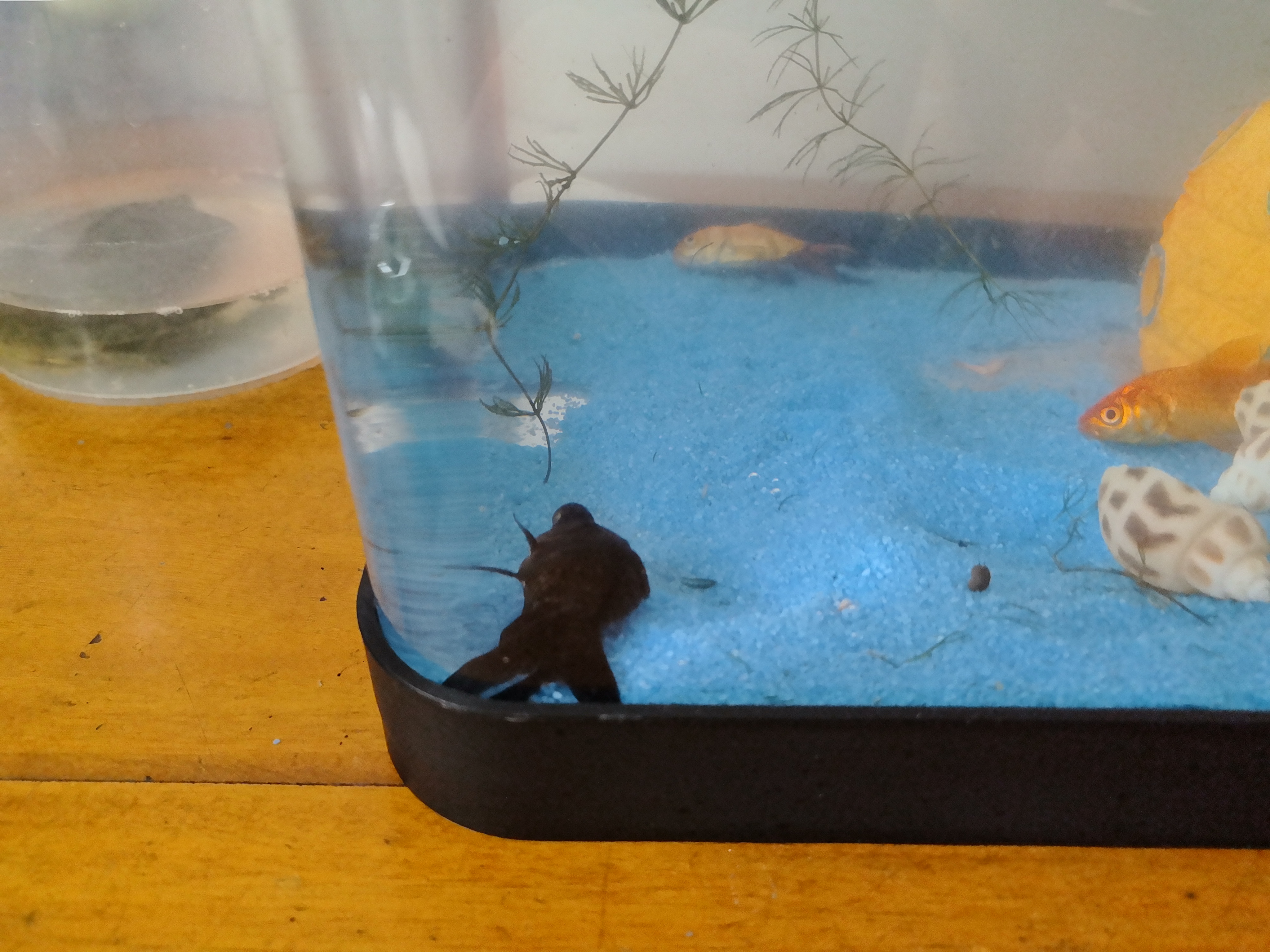 阔庭（KUOTING）鱼缸水族箱生态桌面鱼缸新款懒人鱼缸过滤制氧一体黑色【特大号】 实拍图