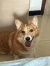 海洋之星 三文鱼中小型犬狗粮金毛比熊边牧狗粮成犬粮小颗粒1.5kg 实拍图