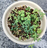 爱丽思（IRIS）Deepot花盆加厚树脂控根圆口绿萝绣球月季多肉发财树塑料加仑花盆 9号白色(口径约30cm)约12L 实拍图