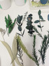 威尔基干花材料手工diy制作松果材料包永生花装饰真干果树叶天然植物叶 树叶植物花材盒【随机一盒装】 实拍图