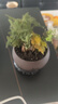 文竹盆栽绿植花卉盆景植物室内客厅水培文松云竹文竹大苗四季常青 文竹+舍得陶瓷盆+塑料圆底托 高度15-25cm 实拍图