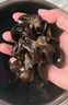 十月稻田 东北黑木耳 500g 干木耳 黑龙江东宁特产 肉厚无根 火锅煲汤炒菜 实拍图