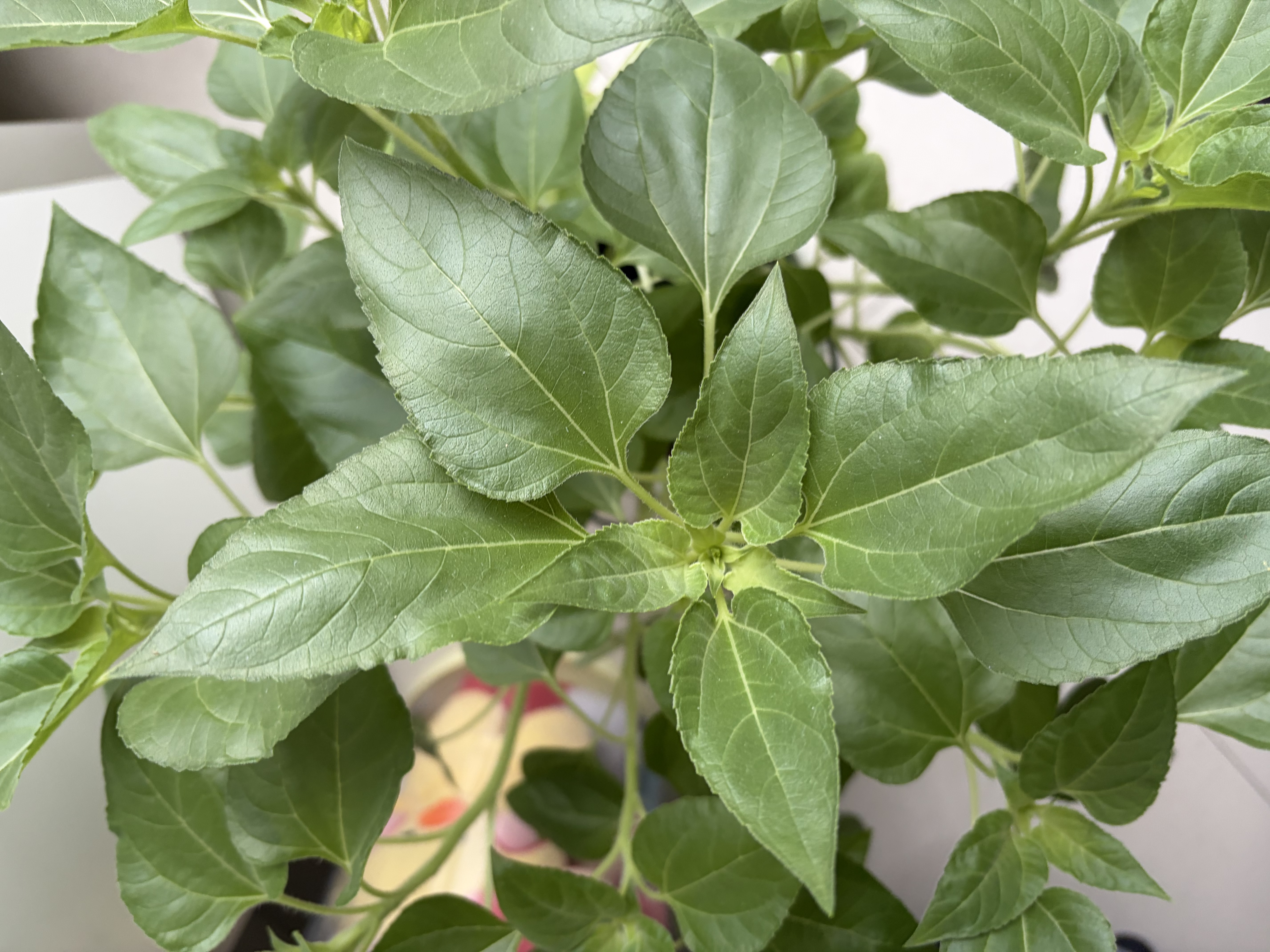 史丹利3L包装营养土园艺有机土通用型种花种菜养花专用泥炭土壤种植土 实拍图