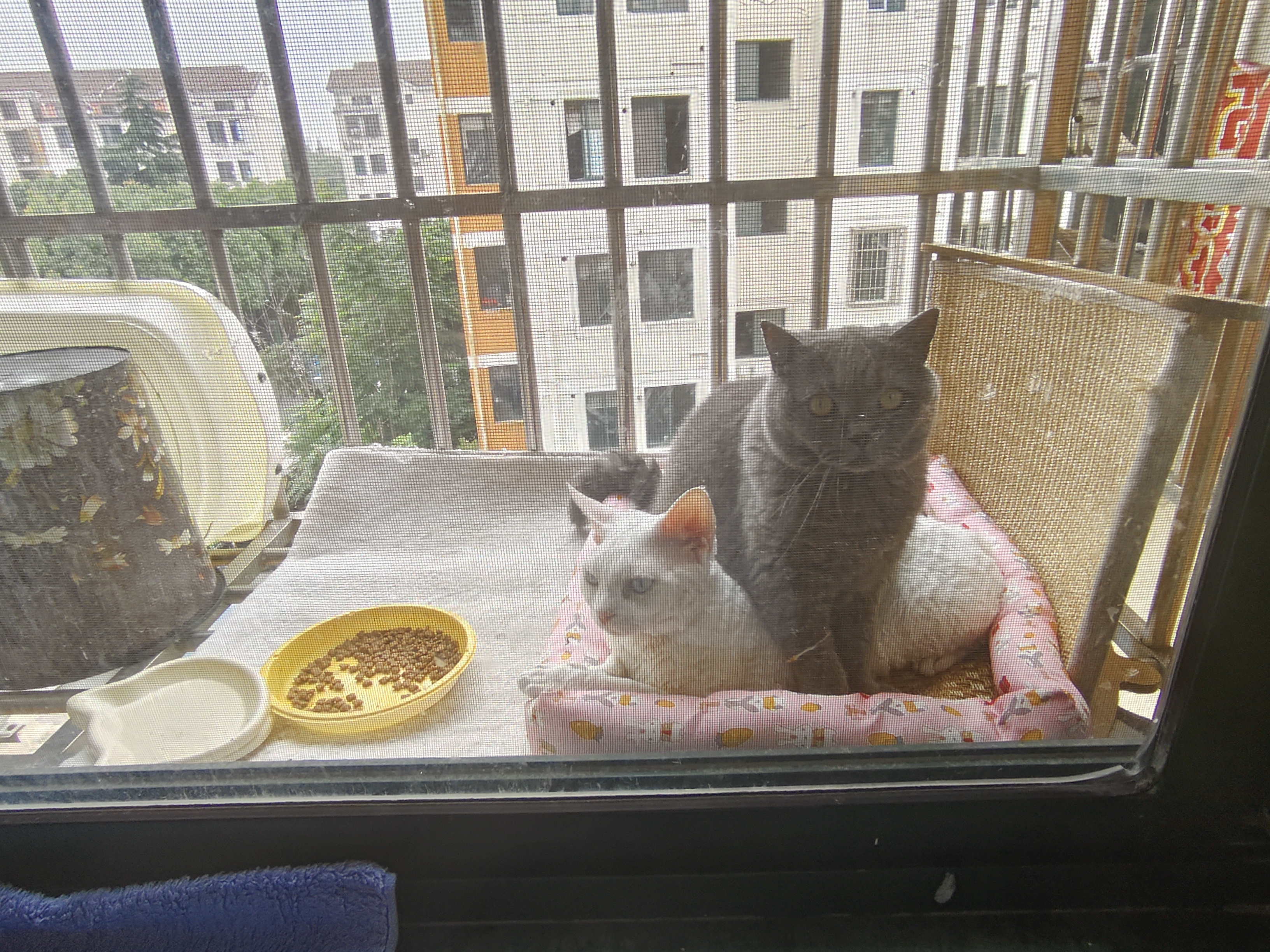 地狱厨房（Hell's Kitchen）宠物猫零食鸭胸肉无添加猫咪狗狗通用营养零食鸭大胸冻干40g*10包 实拍图