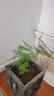 文竹盆栽绿植花卉盆景植物室内客厅水培文松云竹文竹大苗四季常青 小文竹【1颗】原盆原土球发货 高度15-25cm 实拍图