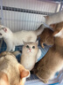 麦富迪猫粮 超肉粒冻干双拼幼猫粮免疫护肠胃 三文鱼10kg/20斤 实拍图