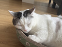 疯狂的主人猫抓板窝碗形超大号猫抓盆不掉屑猫窝宠物猫玩具瓦楞纸猫爪板 实拍图