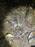 立蒙（LIMENG）男女装素色180g全棉短袖t恤圆领宽松体恤打底衫 黑色 2XL 实拍图