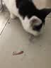 猫条猫咪零食成猫湿粮营养条幼猫猫零食猫罐头新鲜即食猫粮猫主食 牛肉味（80%鲜肉含量） 10只 实拍图