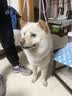皇家狗粮幼犬奶糕幼犬狗粮宠物小型犬MIS30全价犬粮 ≤2月10KG 实拍图