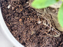 史丹利花土营养土6L 养花通用型多肉兰花专用种菜种花家用泥炭土壤种植 实拍图