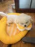 华元宠具（hoopet）猫咪伊丽莎白圈幼猫项圈宠物狗狗圈颈圈脖圈头套犬耻辱圈防舔头罩 实拍图