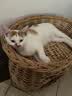 皇家成猫猫粮 营养均衡 F32 通用粮 1-7岁 15KG 实拍图