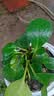 【包开花】碧玉四季常青室内花卉绿植开花植物净化浓香型盆栽 重瓣碧玉【混色】特大盆【开花爆满】+肥料 实拍图