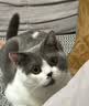 皇家猫粮 波斯成猫粮 P30 通用粮 12月以上 10KG 实拍图