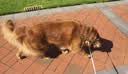 醇粹黑标狗粮无谷冻干犬粮大型犬成犬幼犬通用鸡肉鱼肉狗粮15kg囤货装 实拍图
