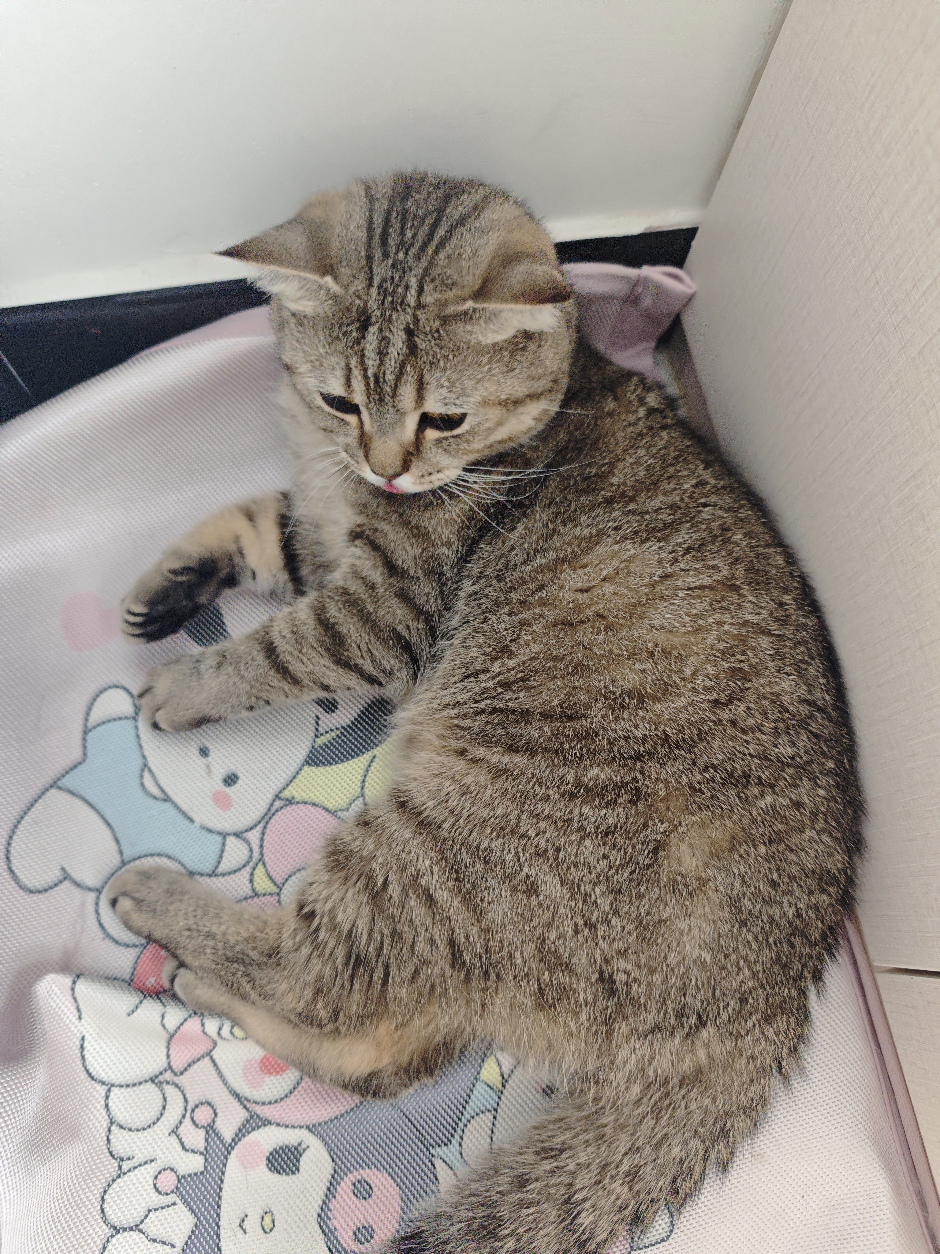 维克（Virbac）益口清洁牙水猫咪饮水洁牙液宠物清新口气齿防口腔异味狗狗漱口水 250ml 实拍图