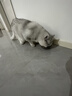 皇家搭档猫罐头猫零食鸡肉丝鱼油蔓越莓金枪鱼丝三种口味混合85g*6罐 实拍图