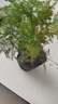 文竹盆栽绿植花卉盆景植物室内客厅水培文松云竹文竹大苗四季常青 小文竹【1颗】原盆原土球发货 高度15-25cm 实拍图