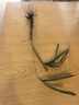水培植物富贵竹天堂鸟白掌鸭脚木室内米竹子绿植花卉办公桌面好养 水培棕竹3棵【50-60cm】+送吊牌+营养液 无规格 实拍图