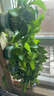 京东绿植绿萝盆栽除甲醛花卉绿植办公室新房净化空气180加仑4盆装源头直发 实拍图