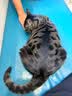 K9鲜肉猫粮幼猫成猫通用冻干肉绒益生菌黑金粮鸡肉乳鸽配方5kg 实拍图