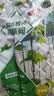 九千谷植物爬藤网蔬菜瓜类尼龙网支架网园艺藤网 1.8m*0.9m18股 J0208 实拍图
