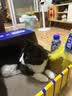 脉动猫薄荷瓶×zeze联动猫窝礼盒600ML*8瓶维C电解质做运动饮料礼盒装 实拍图