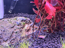尼特利AT5S水草灯540S专业级全光谱led伸缩鱼缸灯专用植物补光灯 实拍图