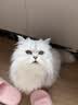 KONOKO宠物沐浴露猫咪狗狗清洁杀菌除螨除臭去味比熊泰迪专用浴液洗澡液 实拍图