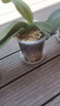 花沃里控根花盆带托盘 防烂根透气蝴蝶兰花盆栽种菜多肉塑料盆14口径3个 实拍图