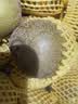 佳沛（zespri）新西兰阳光金奇异果原箱 16粒巨无霸 单果约204-233g   水果礼盒 实拍图