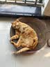 福摩（Fromm）无谷三文鱼鸡鸭蔬菜猫粮 10磅(4.54kg) 绿福摩 软便克星 调理肠胃 实拍图