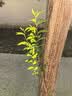 永冠黑色美纹纸5.0cm*25m*2卷 装修遮蔽带无痕纸 喷漆装修美术胶带 实拍图