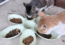 卫加全价猫粮10斤装 成猫猫咪主粮全阶段通用型5kg 实拍图