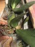 年宵花春节蝴蝶兰盆栽绿植花卉年货装饰过年四季开花大苗好养易活 白美人---【包开花】送营养液2包 小苗不带花剑 实拍图