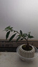 八芽小叶栀子花盆栽开花植物室内桌面茶几好养花卉绿植办公室净化空气 小叶栀子花-陶瓷竖纹盆 带盆栽好 实拍图