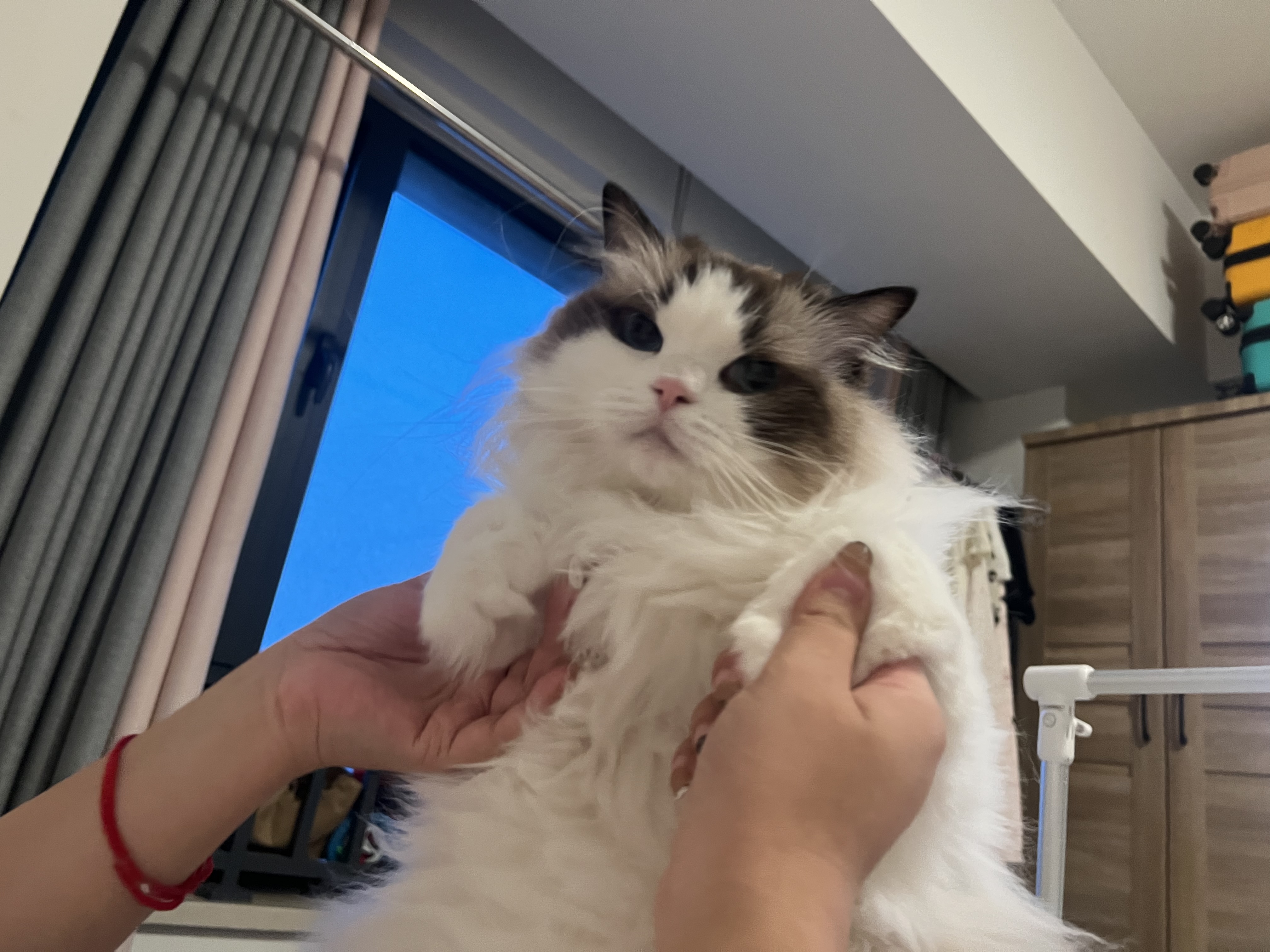 pidan混合豆腐猫砂 豆腐膨润土皮蛋猫砂除臭猫砂结团快 经典款2.4kg*4 实拍图