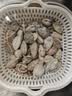 鲜活大花蛤300g（18-26粒） 实拍图