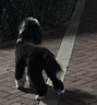 Orijen渴望狗粮 成犬幼犬无谷鸡天然鸡肉进口全价通用犬粮2kg 效期26/11 实拍图