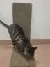 疯狂的主人猫抓板窝立式贴墙耐磨不掉屑特大号猫窝沙发猫咪玩具磨爪瓦楞纸 实拍图