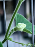 史丹利3L包装营养土园艺有机土通用型种花种菜养花专用泥炭土壤种植土 实拍图