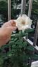 玫瑰花苗老桩绿植物盆栽月季蔷薇老根室内外阳台庭院特大花卉四季 26黑巴克（老桩苗四季开花） 实拍图