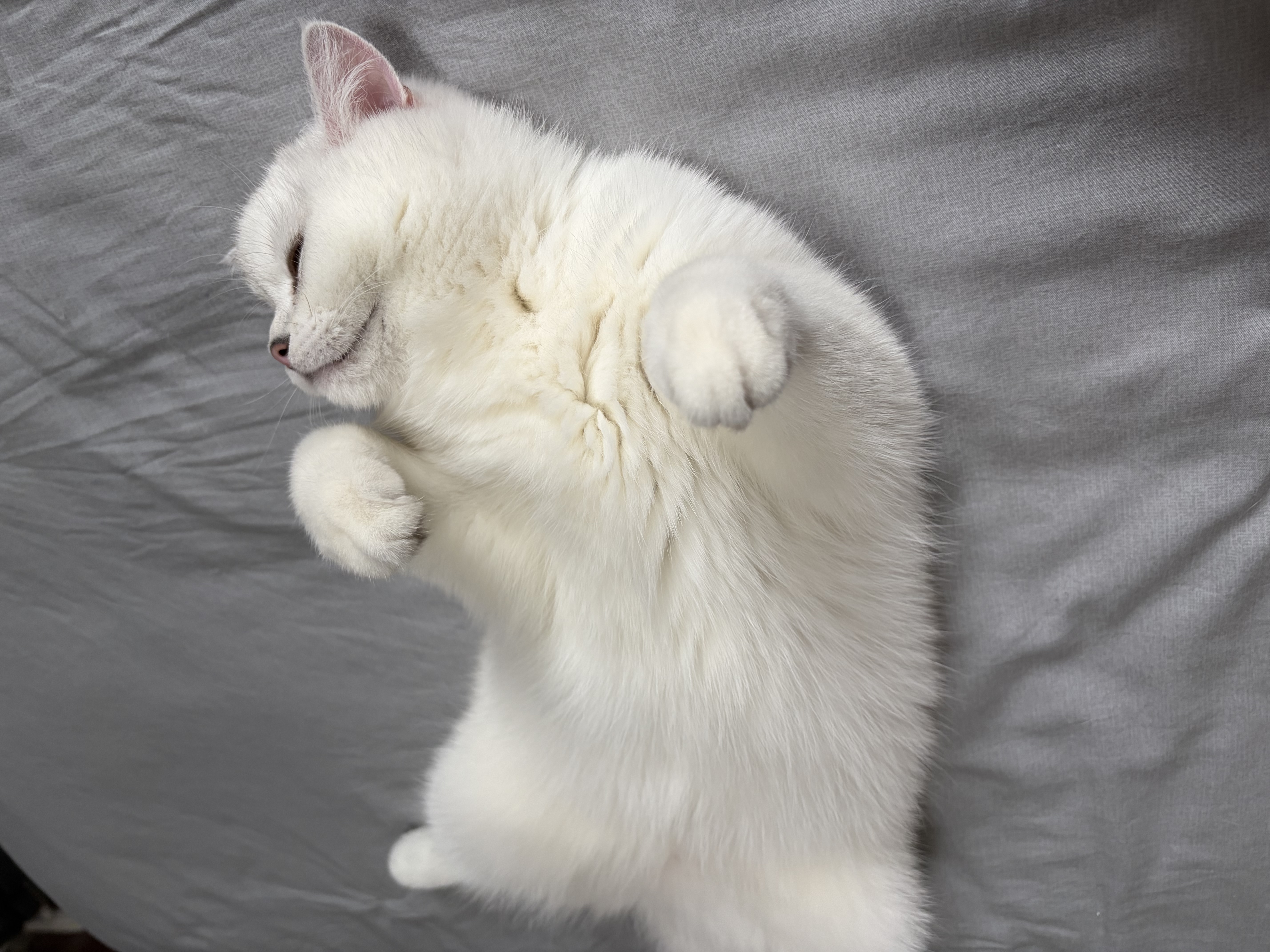 弗列加特猫粮 全价鲜肉天然粮 肠道养护配方 成猫粮乳鸽味2kg【宠物金选】 实拍图