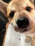 皇家狗粮 柴犬幼犬狗粮 犬粮 宠物小型犬 SIJ29 全价犬粮 2-10月 3KG 实拍图