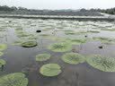 光威（GW）新听涛Plus鱼竿碳素海竿远投竿海杆抛竿锚鱼竿路滑竿钓鱼竿鱼杆 3.6m 新听涛Plus【可抛300克铅】 单竿 实拍图